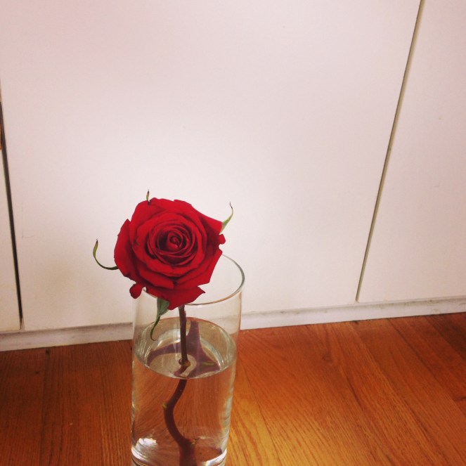 My rose from the anniversary - it's still alive and blooming. 